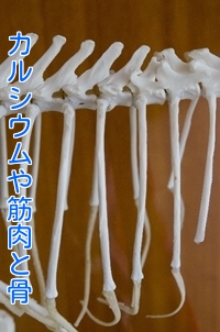 カルシウムや筋肉と骨