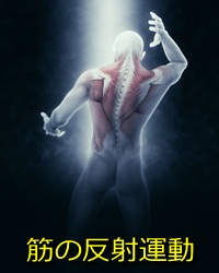 筋の反射運動