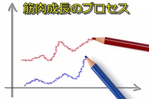 筋肉成長のプロセス