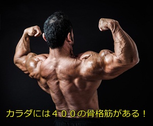 カラダには400の骨格筋がある！
